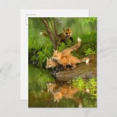 アメリカ、ミネソタ、サンドストーン、ミネソタ野生生物 ポストカード (正面/裏面)