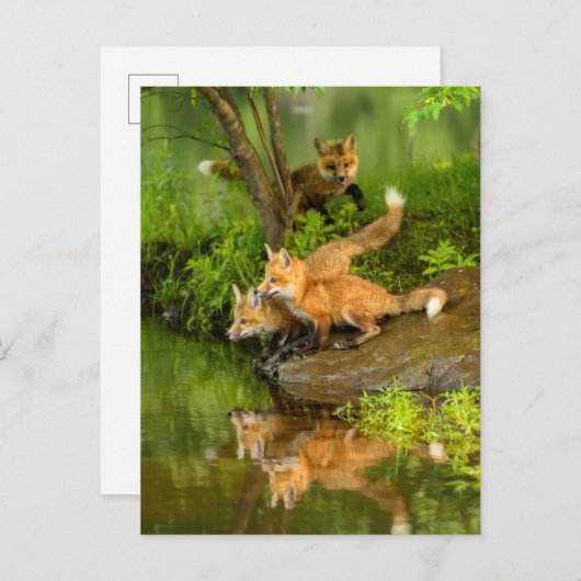 アメリカ、ミネソタ、サンドストーン、ミネソタ野生生物 ポストカード (正面/裏面)