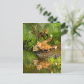 アメリカ、ミネソタ、サンドストーン、ミネソタ野生生物 ポストカード (スタンド正面)