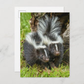 アメリカ、ミネソタ、サンドストーン、ミネソタ野生生物 ポストカード (正面/裏面)