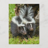 アメリカ、ミネソタ、サンドストーン、ミネソタ野生生物 ポストカード (正面)