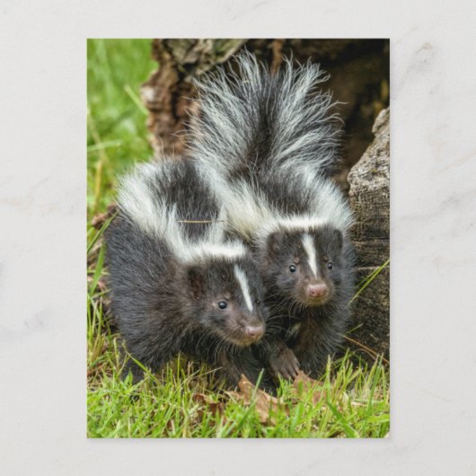 アメリカ、ミネソタ、サンドストーン、ミネソタ野生生物 ポストカード (正面)