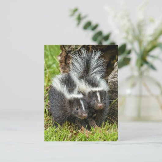 アメリカ、ミネソタ、サンドストーン、ミネソタ野生生物 ポストカード (スタンド正面)