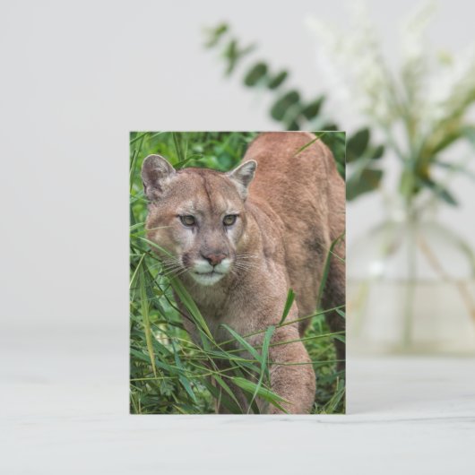 アメリカ、ミネソタ、サンドストーン、ミネソタ野生生物 ポストカード (スタンド正面)