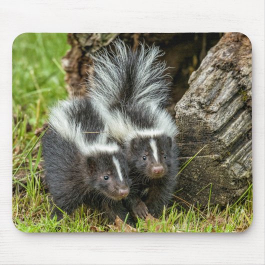 アメリカ、ミネソタ、サンドストーン、ミネソタ野生生物 マウスパッド (正面)