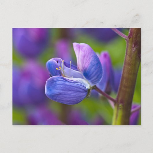 アメリカ、メイン、アカディア国立公園。～の閉鎖 ポストカード (正面)