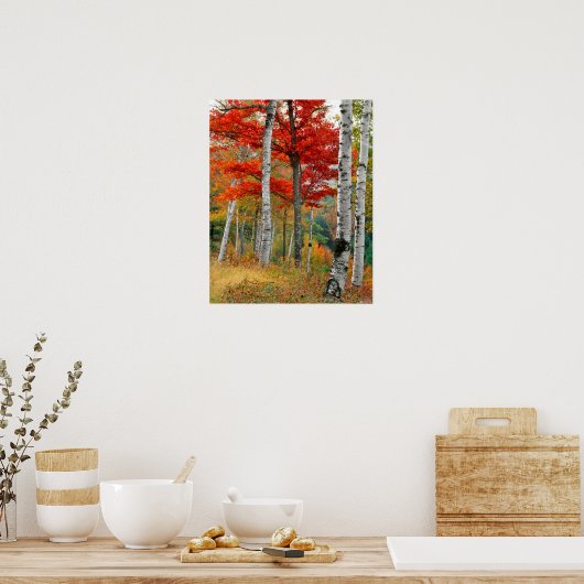 アメリカ、メイン、ワイマン湖。森樺の木 ポスター (キッチン)