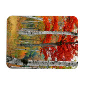 アメリカ、メイン、ワイマン湖。森樺の木 マグネット (横)