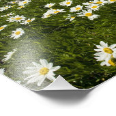 アメリカ,モンタナ,牧草地に咲く野生デイジー フォトプリント (角)