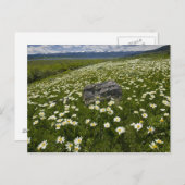 アメリカ，モンタナ，牧草地に咲く野生デイジー ポストカード (正面/裏面)