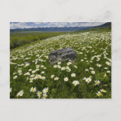 アメリカ，モンタナ，牧草地に咲く野生デイジー ポストカード (正面)