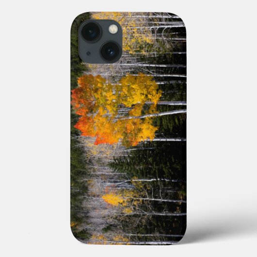 アメリカ ユタ州 アスペン (ポプラの一種) 2 Case-Mate iPhoneケース (裏面)