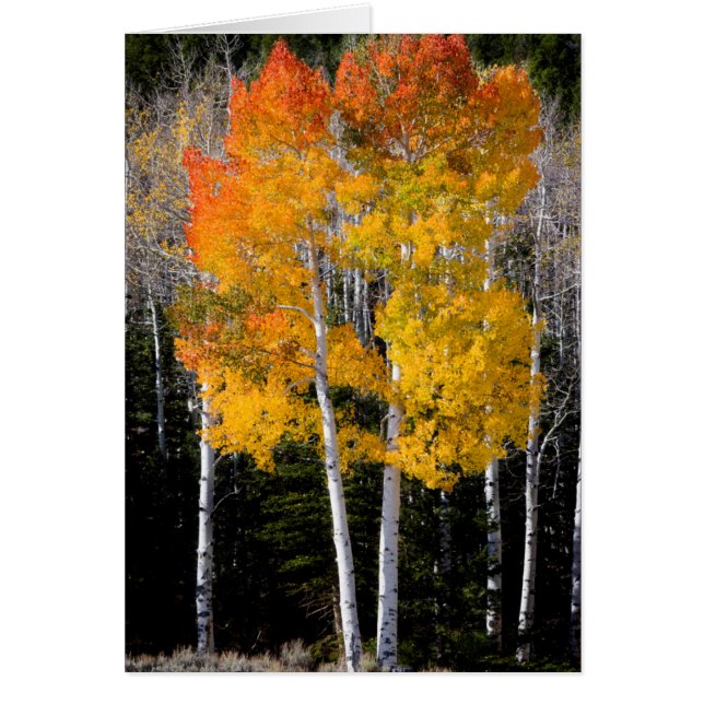 アメリカ ユタ州 アスペン (Populus Tremuloides) 3 (正面)