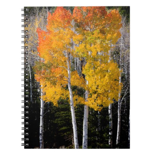 アメリカ ユタ州 アスペン (Populus Tremuloides) 3 ノートブック (正面)