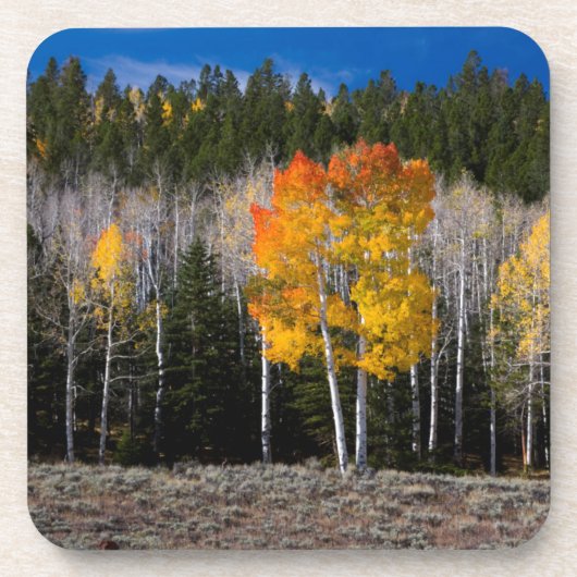 アメリカ、ユタ州。アメリカヤマナラシ (Populus Tremuloides) 2 コースター (正面)