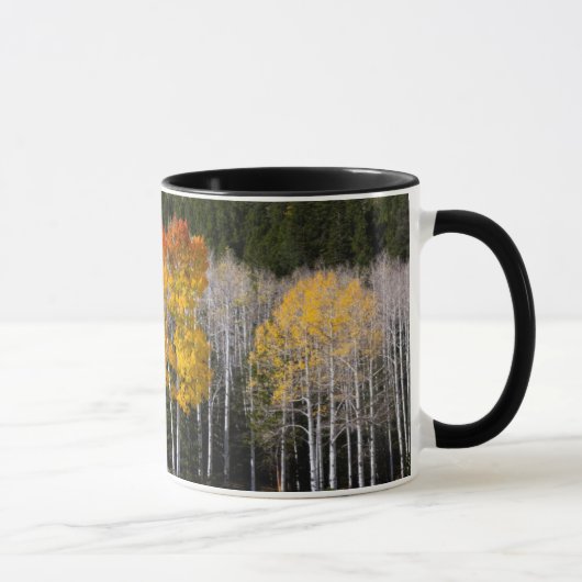 アメリカ ユタ州。アメリカヤマナラシ (Populus Tremuloides) 2 マグカップ (右)