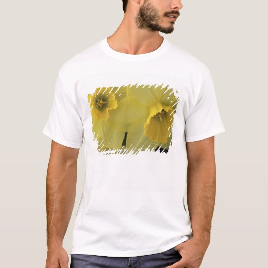 アメリカ, ユタ州, キャッシュバレー 水仙 Tシャツ (正面)