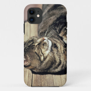 アメリカ、ユタ州、キャピトル・リーフ国立公園。寝ている縞模様の猫 iPhone 11 ケース