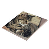 アメリカ、ユタ、キャピトルリーフNP。寝台の猫 タイル (側面)