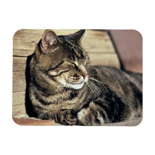 アメリカ、ユタ、キャピトルリーフNP。寝台の猫 マグネット (横)