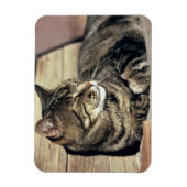 アメリカ、ユタ、キャピトルリーフNP。寝台の猫 マグネット (縦)