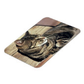 アメリカ、ユタ、キャピトルリーフNP。寝台の猫 マグネット (左側)