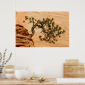 アメリカ、ユタ、シオン国立公園。松 ポスター (キッチン)