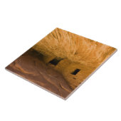 アメリカ、ユタ、シダーメサ、マレ・キャニオン。砂岩 タイル (側面)