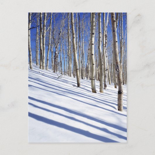 アメリカ、ユタ、ディクシー国有林、《植物》アスペン・グローブ ポストカード (正面)