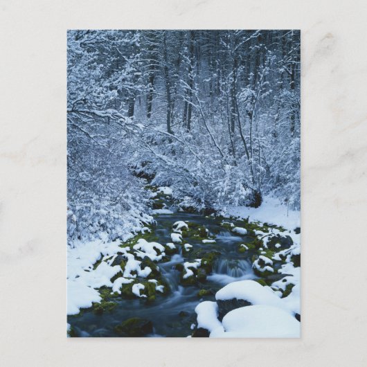 アメリカ、ユタ、ワサッチ捕獲国有林 ポストカード (正面)