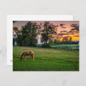 アメリカ、レキシントン、ケンタッキー。日の暮れ時に一頭の馬 ポストカード (正面/裏面)