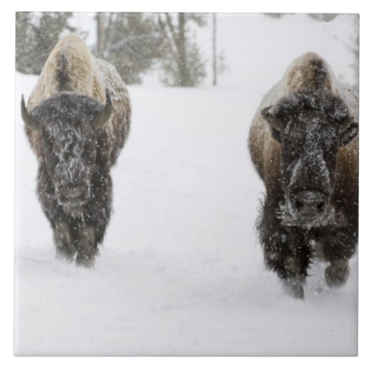 アメリカ, ワイオミング州, イエローストーン国立公園, アメリカバイソン (Bison タイル (正面)