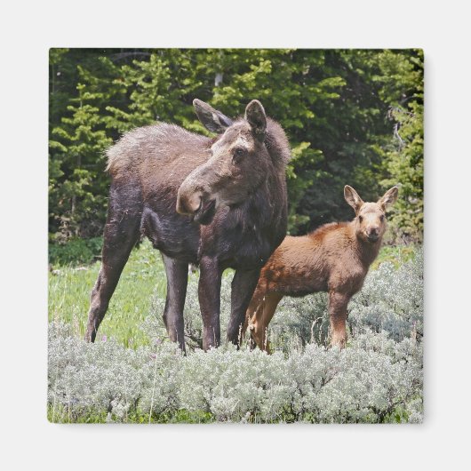アメリカ、ワイオミング州、ビッグホーン山脈、ヘラジカ マグネット (正面)