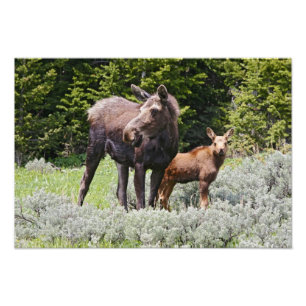アメリカ、ワイオミング州、ビッグホーン山脈、ヘラジカ Alces フォトプリント