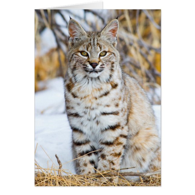 アメリカ ワイオミング州 ボブキャットの肖像 (正面)