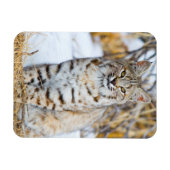 アメリカ, ワイオミング州, ボブキャットの肖像 マグネット (横)