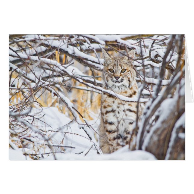 アメリカ、ワイオミング州、ボブキャット (正面横)