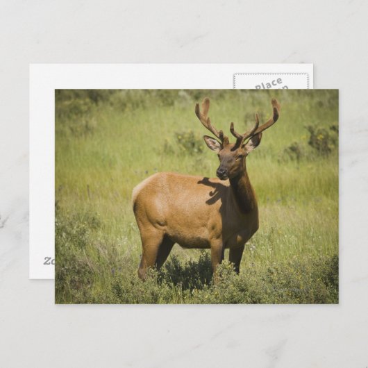 アメリカ，ワイオミング，イエローストーン国立公園，エルク ポストカード (正面/裏面)