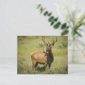 アメリカ，ワイオミング，イエローストーン国立公園，エルク ポストカード (スタンド正面)