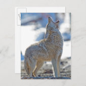 アメリカ,ワイオミング,イエローストーン国立公園,コヨーテ ポストカード (正面/裏面)