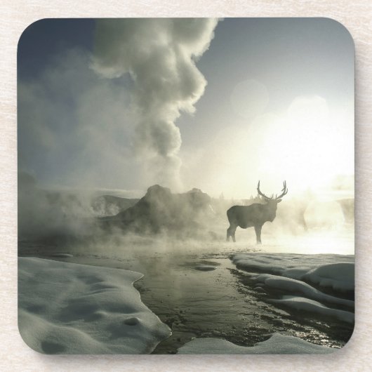 アメリカ、ワイオミング、イエローストーン国立公園。サンライズ コースター (正面)