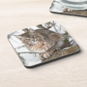 アメリカ、ワイオミング、イエローストーン国立公園、ボブキャット コースター (左側)