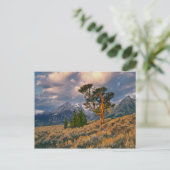 アメリカ、ワイオミング、グランドテトンNP。日の出は月を迎える ポストカード (スタンド正面)