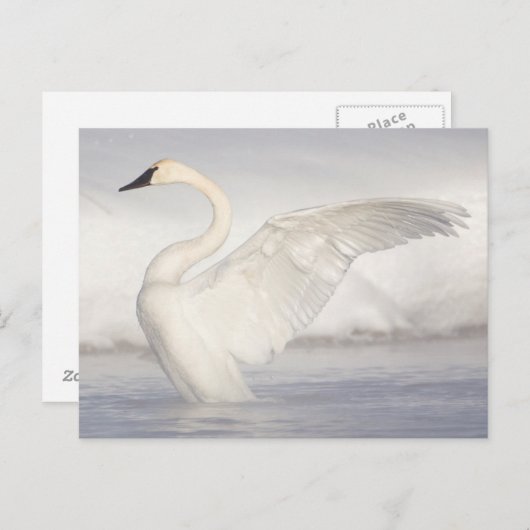 アメリカ、ワイオミング、トランペータースワンは翼を広げる ポストカード (正面/裏面)