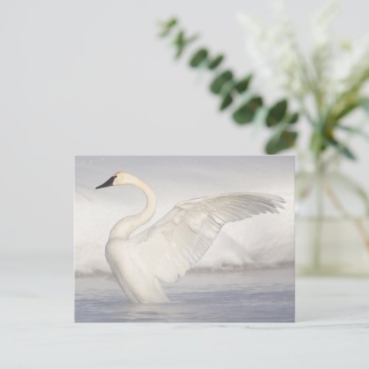 アメリカ、ワイオミング、トランペータースワンは翼を広げる ポストカード (スタンド正面)