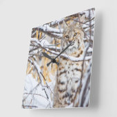 アメリカ、ワイオミング、ボブキャット雪に座って覆われた スクエア壁時計 (傾斜)