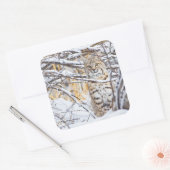 アメリカ、ワイオミング、ボブキャット スクエアシール (封筒)