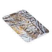 アメリカ、ワイオミング、ボブキャット マグネット (右側)