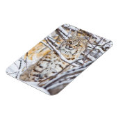 アメリカ、ワイオミング、ボブキャット マグネット (左側)