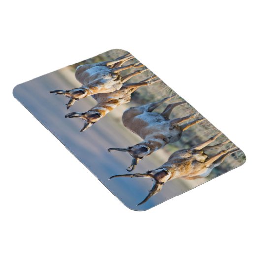 アメリカ,ワイオミング, 4プロンコーンアンテロープ マグネット (右側)